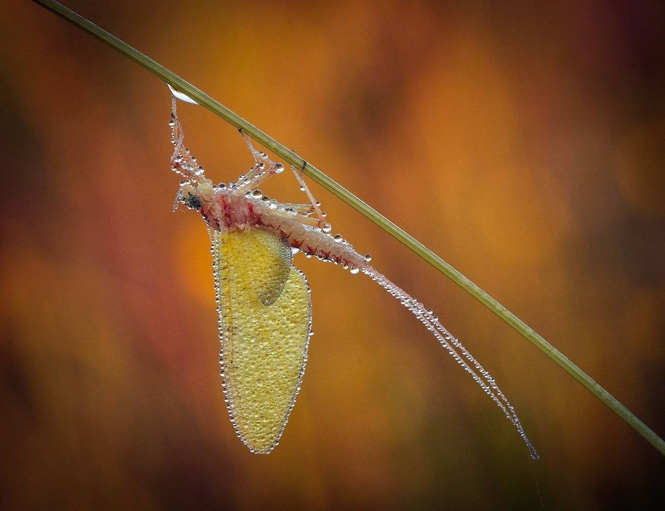 , Андрей Канышев