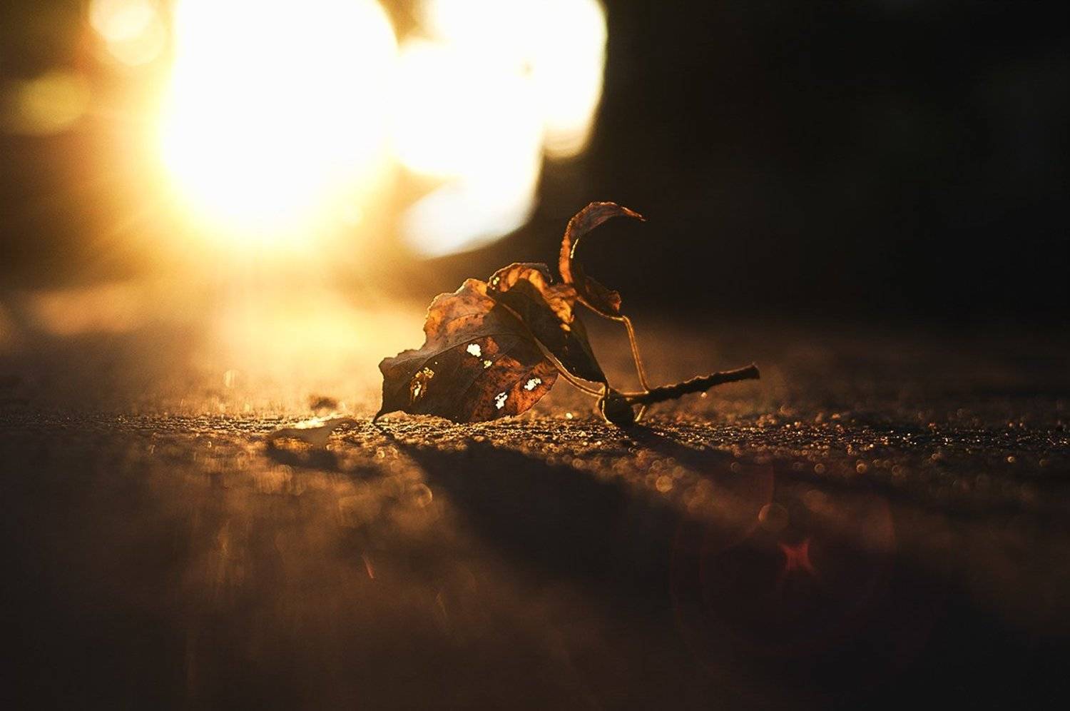 Асфальт, Листья, Осень, Рустем Галямов