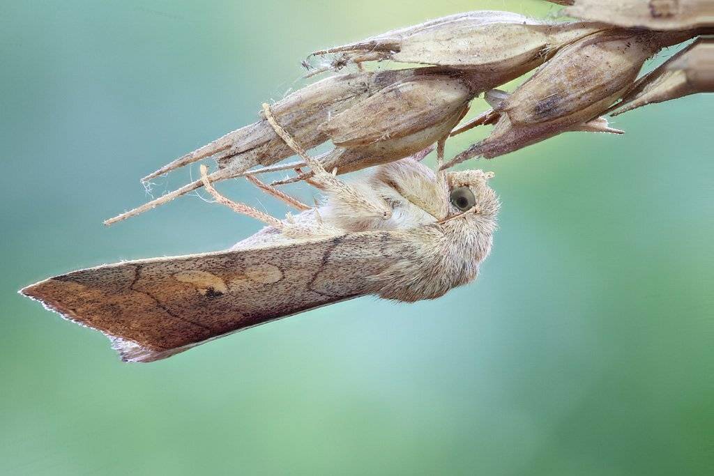 , Сергей Таланов