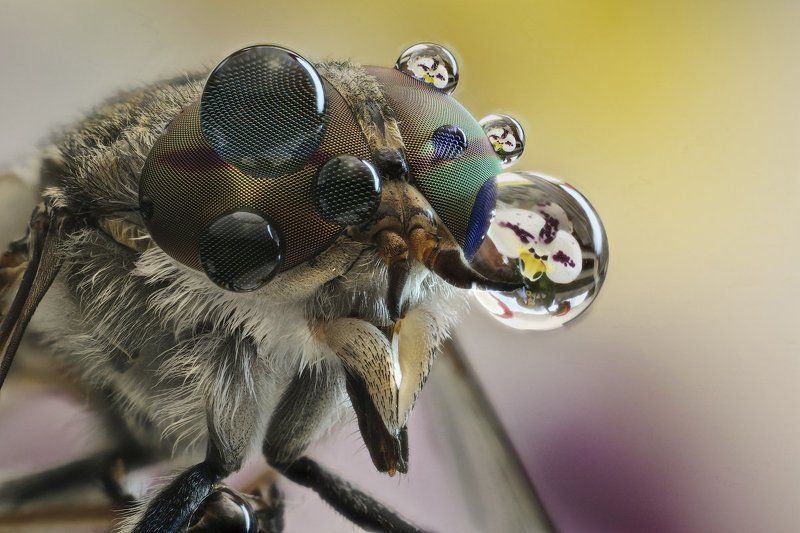 Вода, Капли, Макро, Овод, Слепень Насекомое фото превью