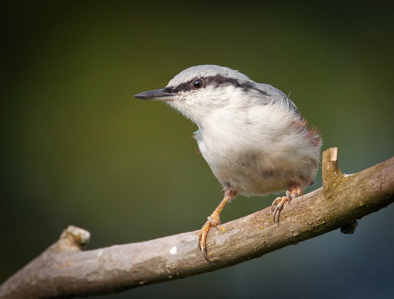 , Андрей Канышев