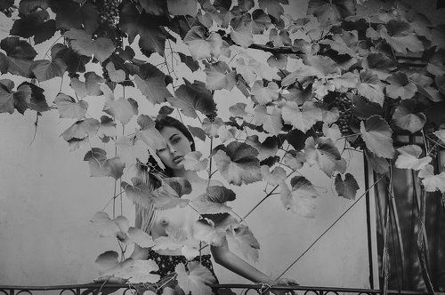 Виноградник