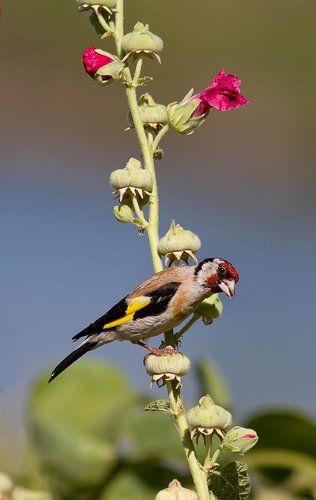 краше мальвы
