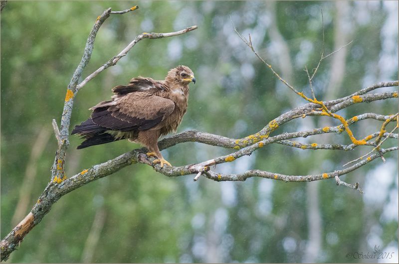 птицы, природа, хищник. подорлик, малый подорлик, Aquila pomarina, лето, июль, 2015, подмосковье, лотошинский р-он Непогода фото превью