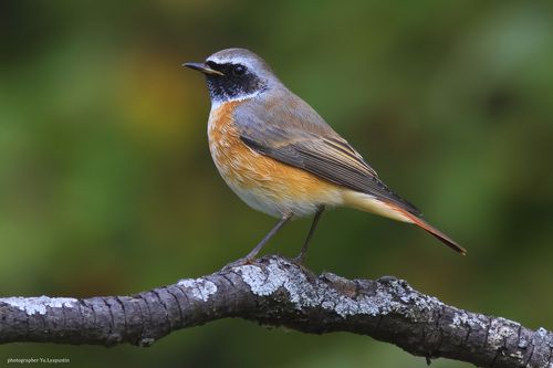 Redstart.