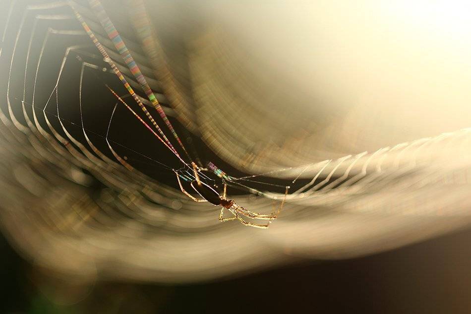 , Иваненко Светлана