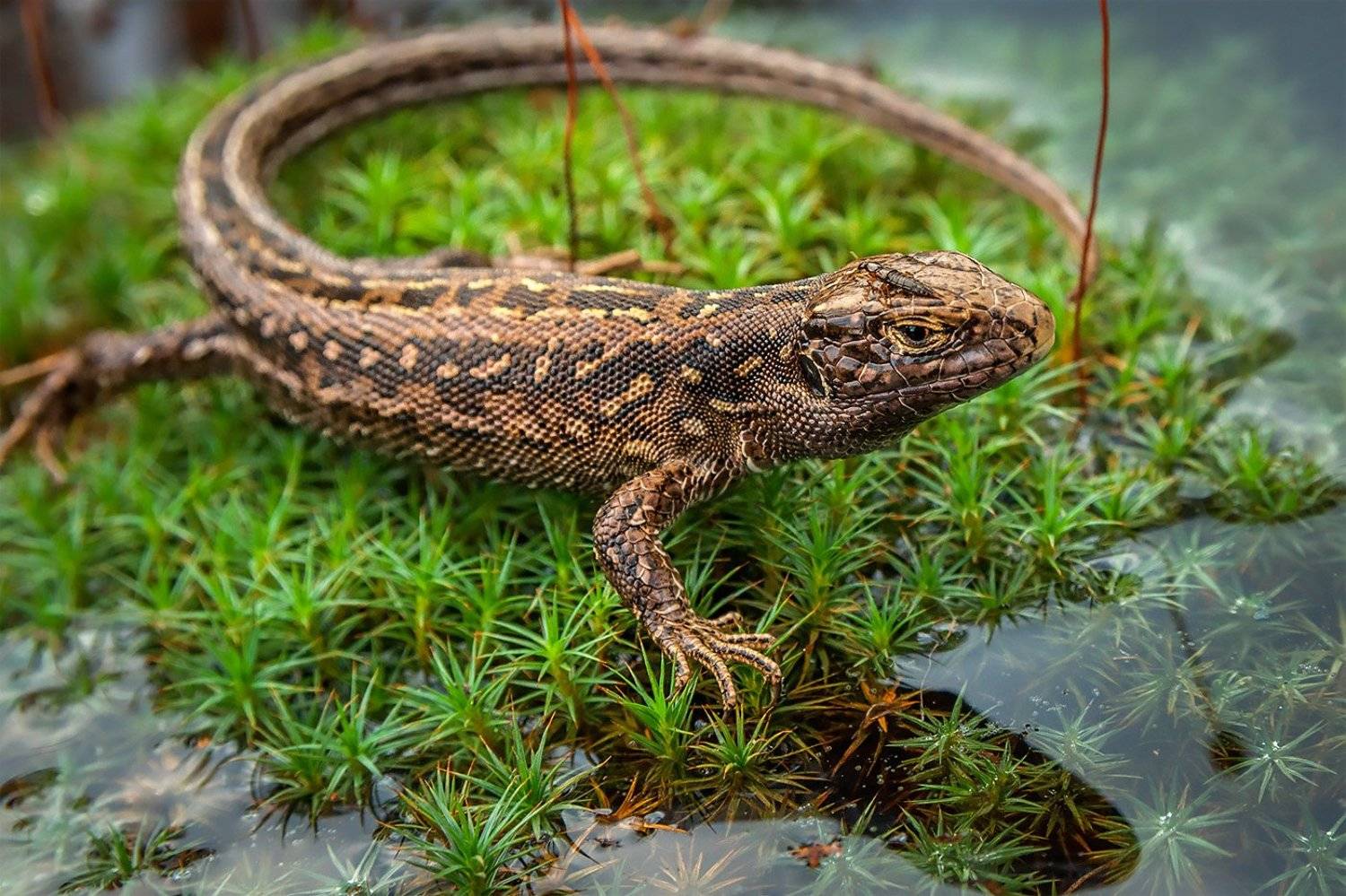 Дикая природа россии, Живность, Фотоохота, Ящерица, Анатолий Зверев