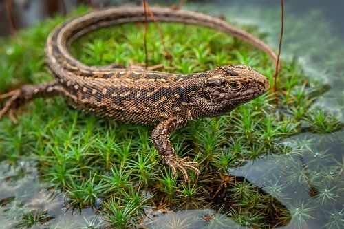 А в букашечках то я длиннее!!!