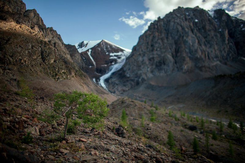 altai, altay, landscape, nature, siberia, sky, travel, алтай, лес, непогода, пейзаж, погода, природа, дерево, сибирь, тучи Жило-было деревце фото превью