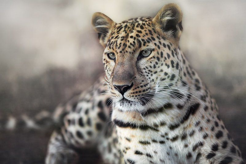 Животные, Кошки, Леопард, Портрет Лео фото превью