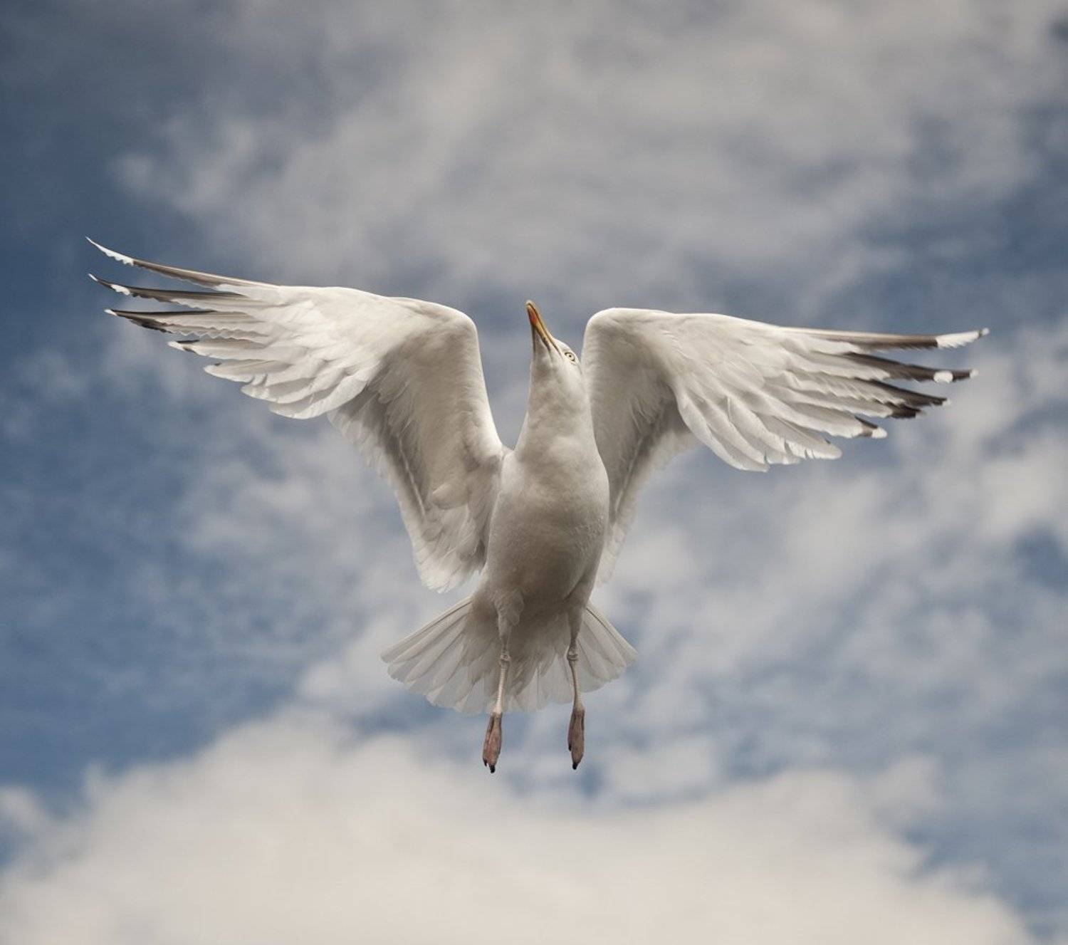 Animal, Animals, Bird, Birds, Nature, Sea, Seagul, Tomek Jungowski