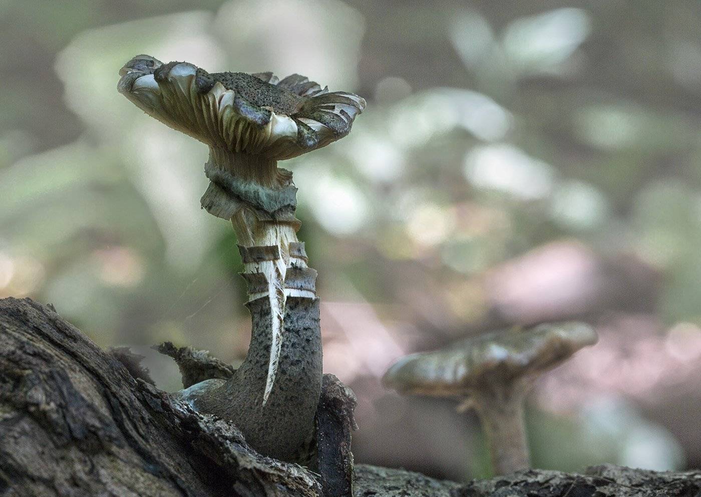 , Евгений Слободской