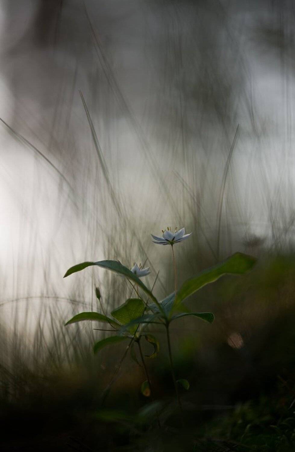 carl zeiss makro-planar t* 100mm, красота, макро, свет, седминчик, цветок, Геннадий Мещеряков