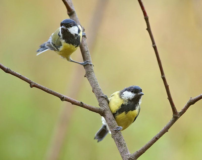В дозоре... фото превью