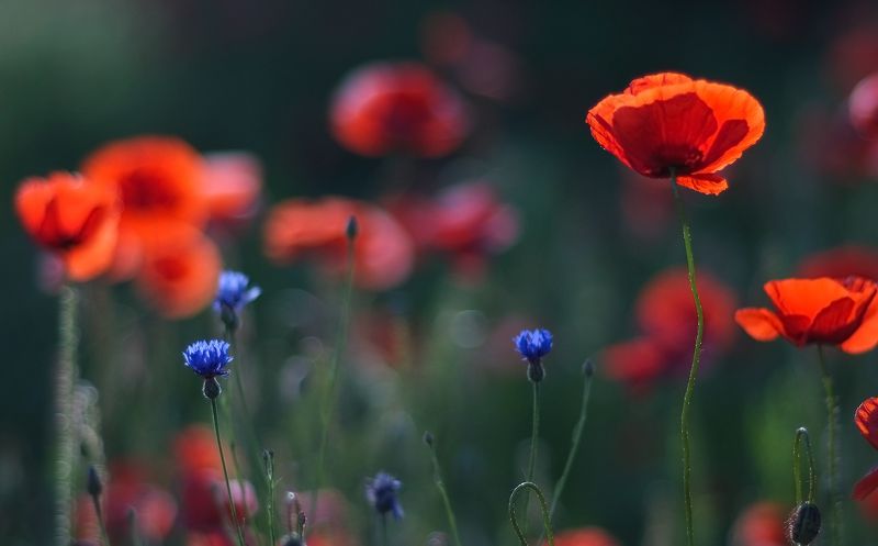 для тех, кто любит, красный мак... фото превью