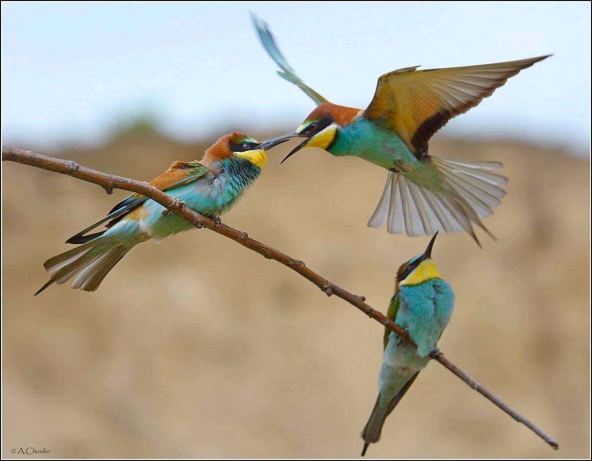 , Александр Чувилин