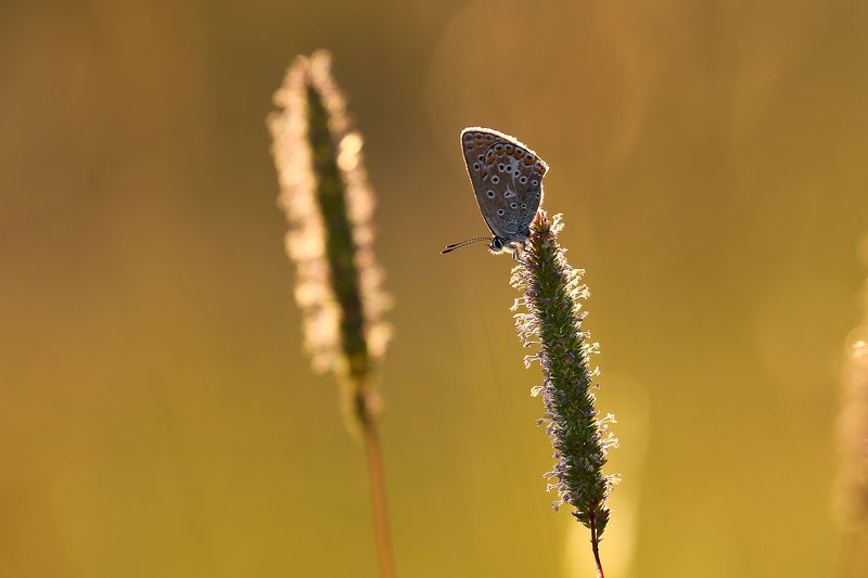 Королева колосков фото превью