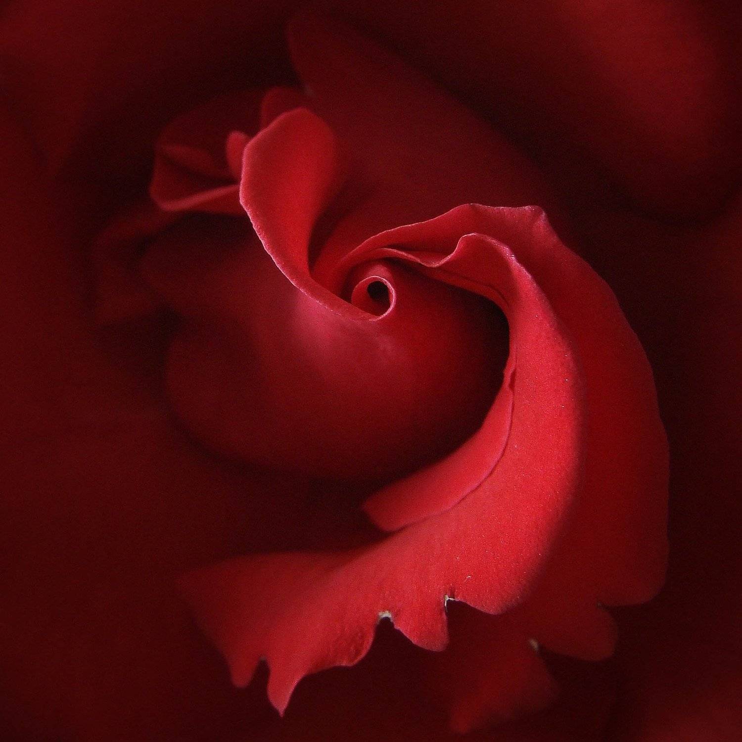 , Анастасия Бабенко