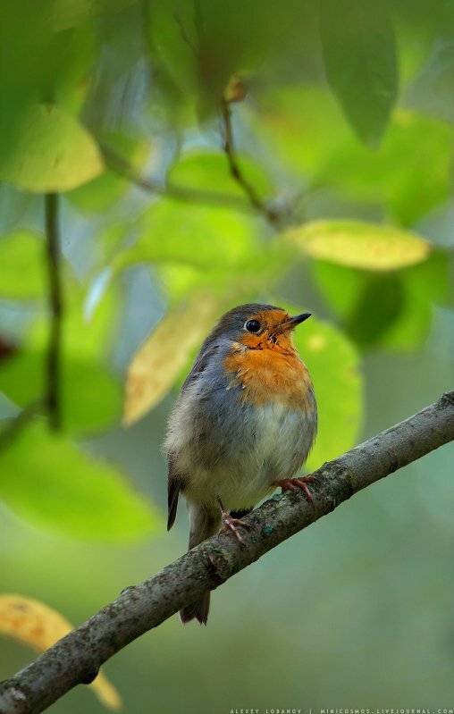 , Алексей Лобанов