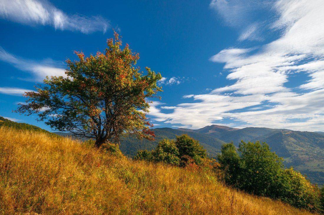 , Ярослав Тюрменко (Jaremi)