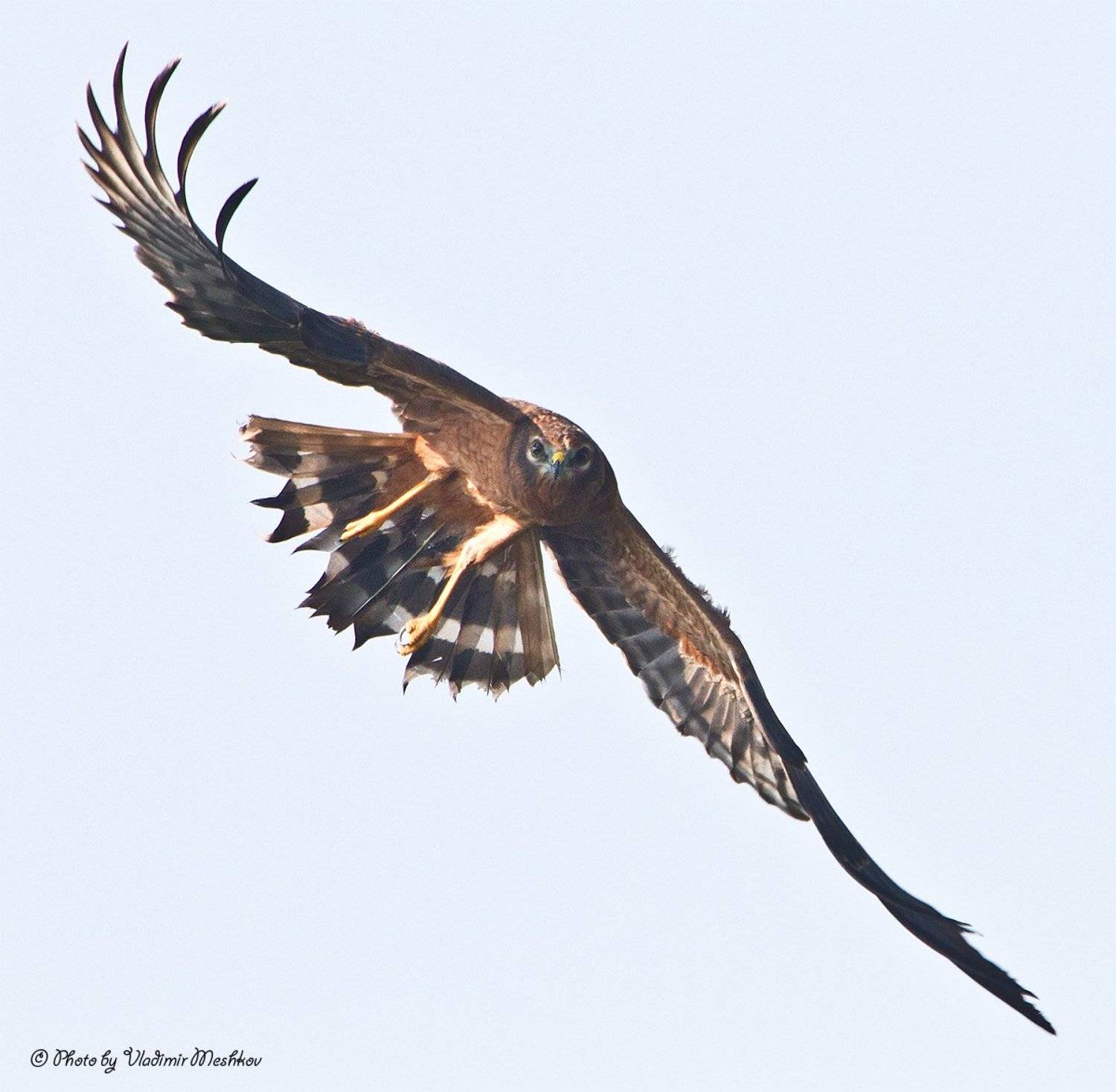 , &copy; =Vladimir Meshkov=