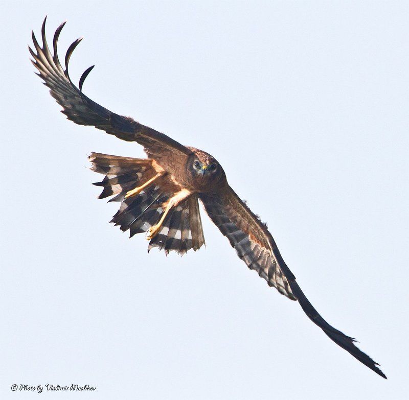 Атака фото превью