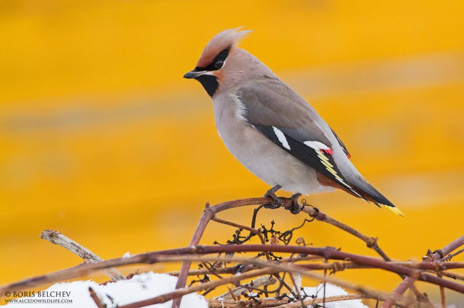 , Борис Белчев