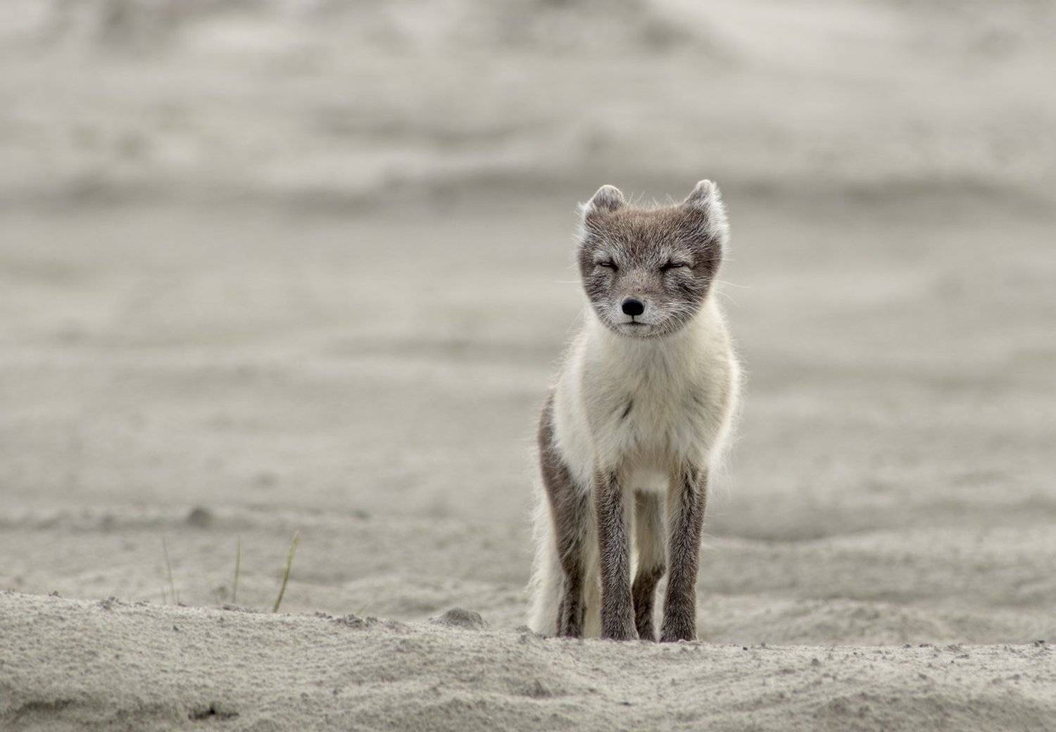 Арктика, Дикая природа, Дикие животные, Песец, Ямал, Сергей Волков