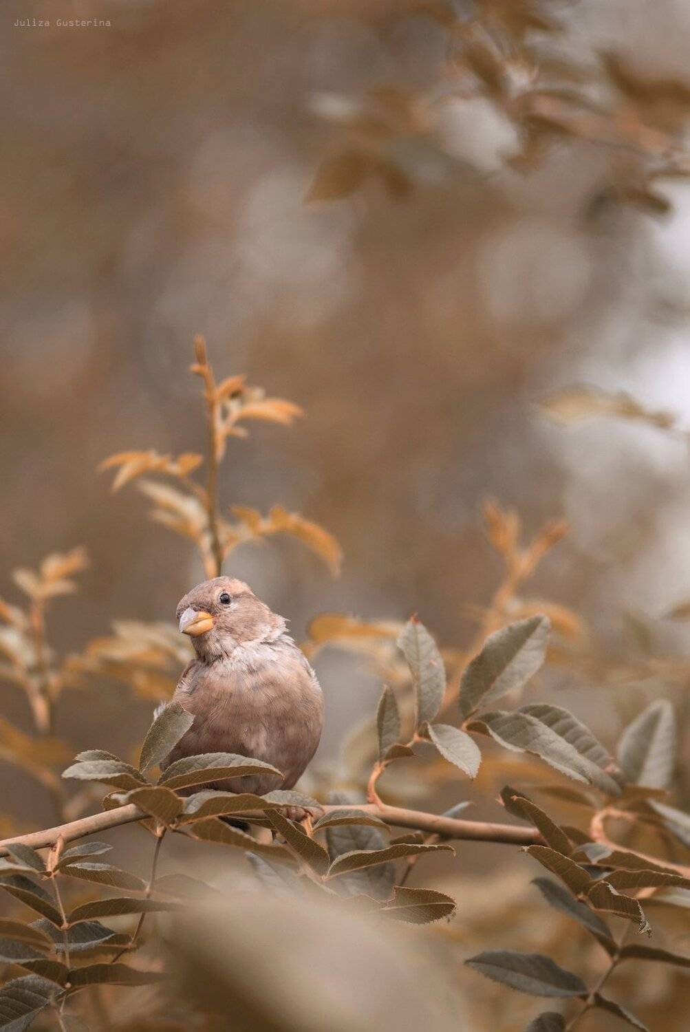 , Юлия Густерина