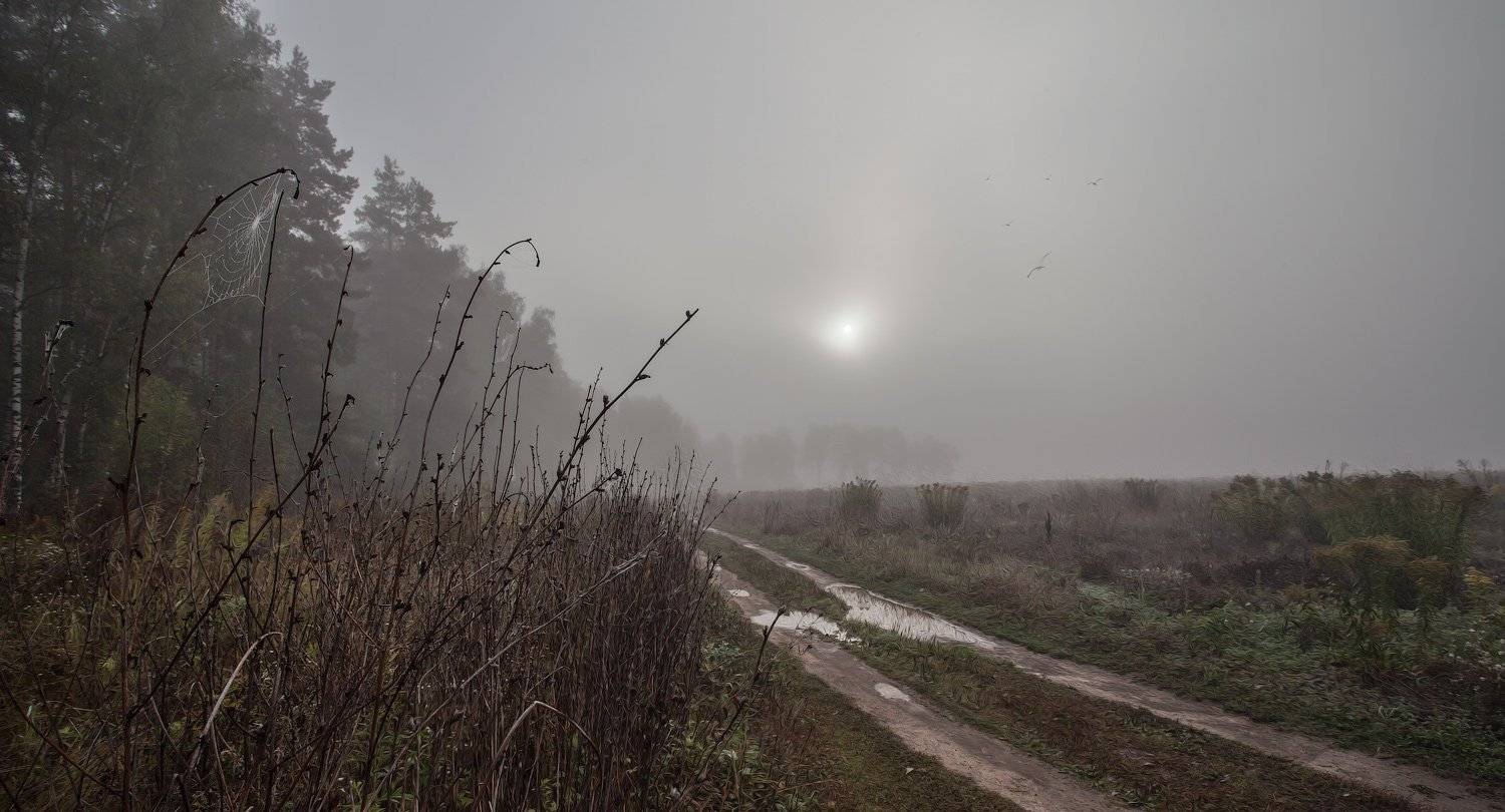 Купавна, луг, осень, туман, Андрей Леонидович