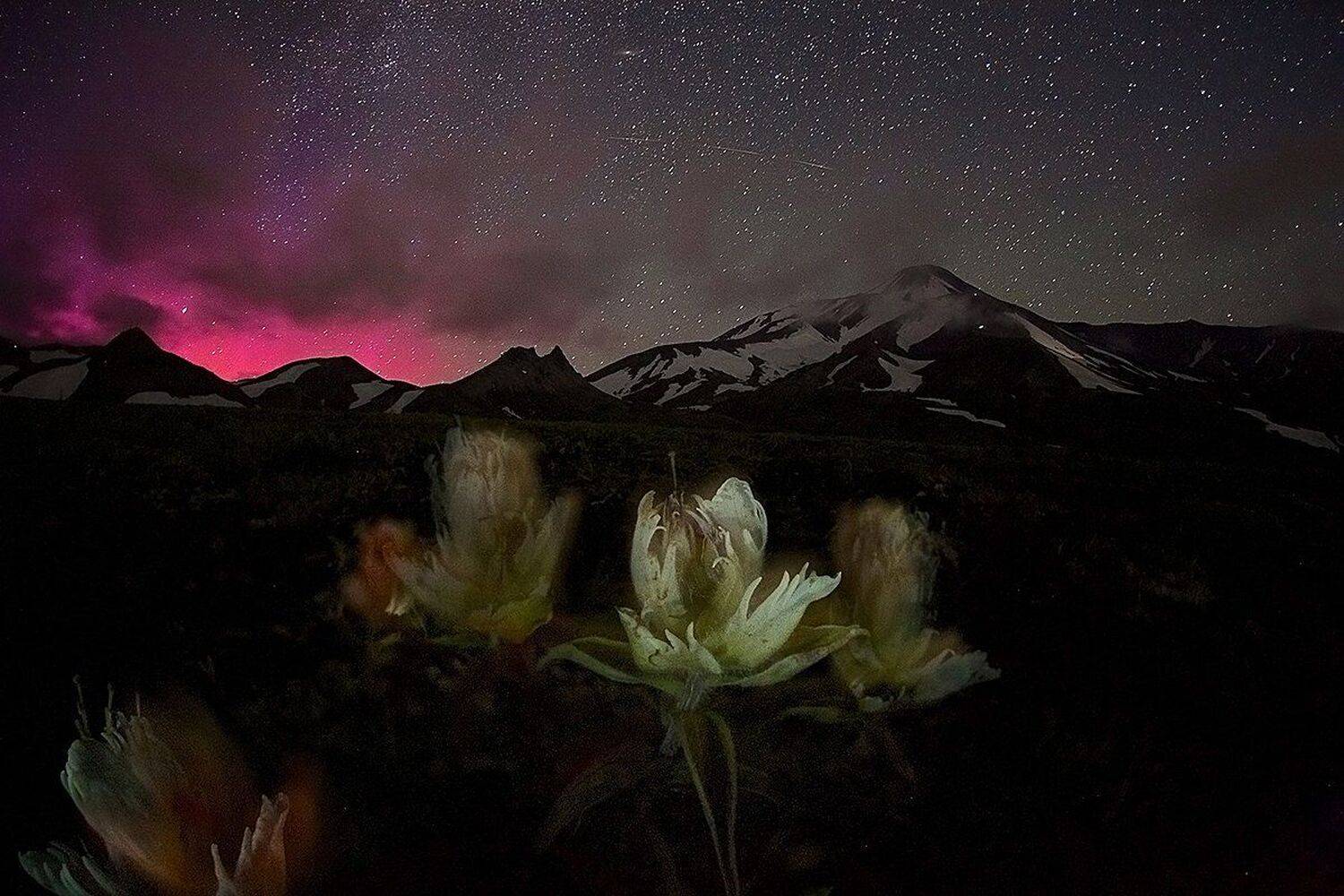 Авачинский вулкан, Звезды, Камчатка, Ночь, Полярное сияние, Цветок, Никифоров Егор