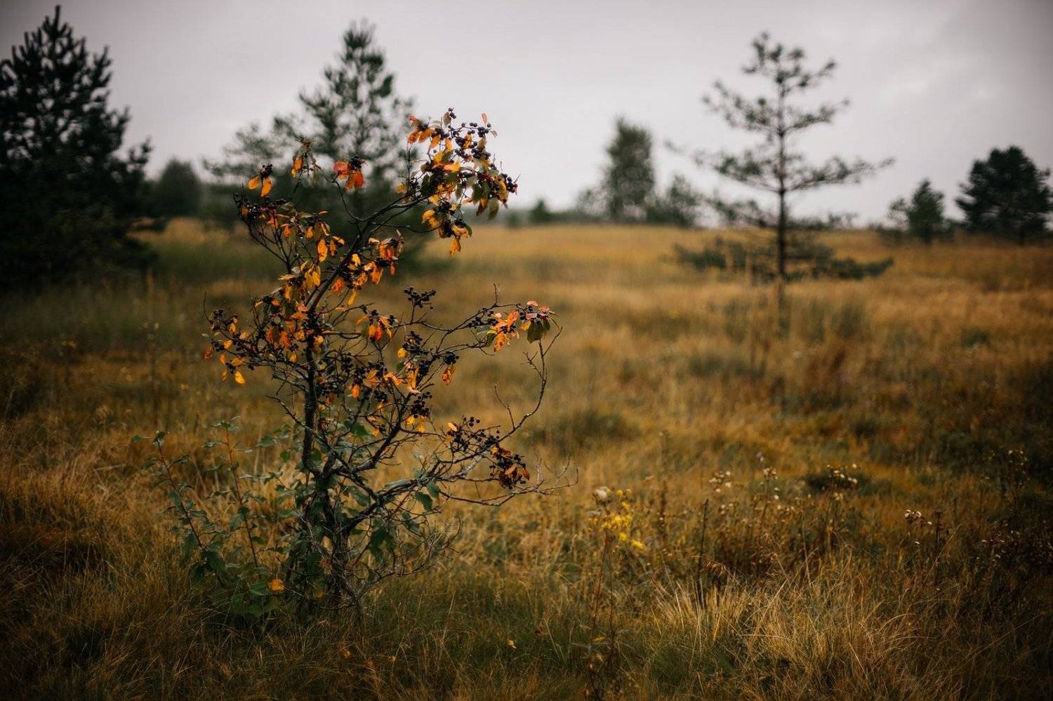 , Илья Мусатов