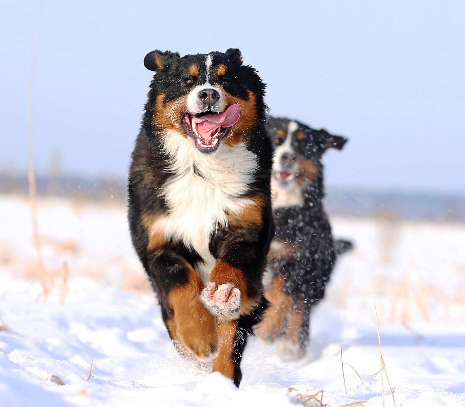 , Андрей Ершов