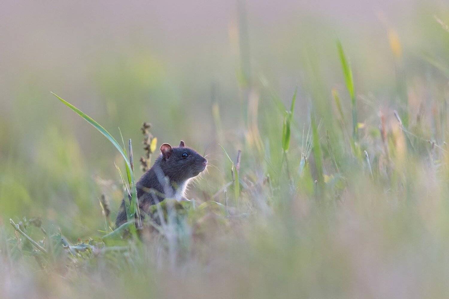 , Marcin Kaczmarkiewicz