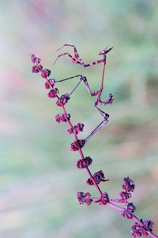 macro empusa fasciata фото превью