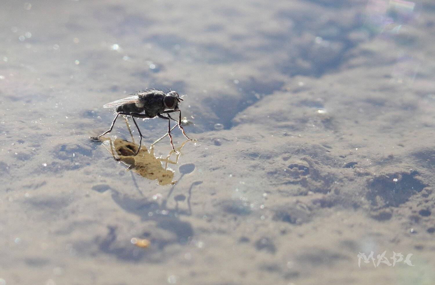 , Шангареев Марс