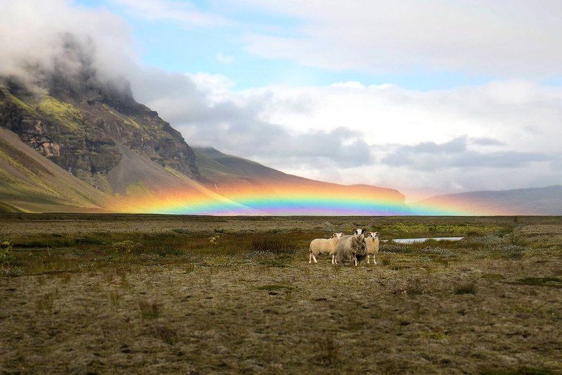 О ленивом леприконе фото превью