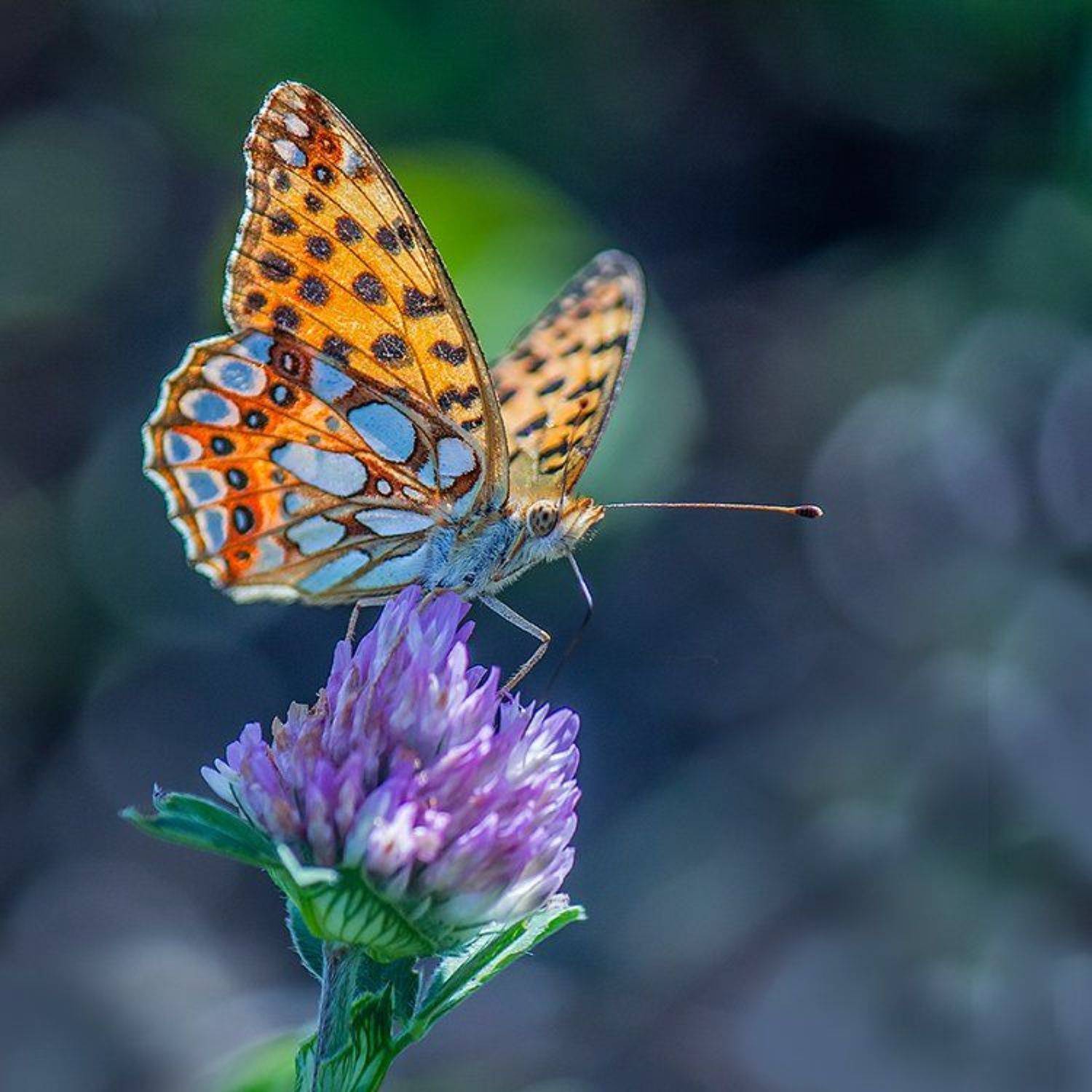 , Pawel Plucinski