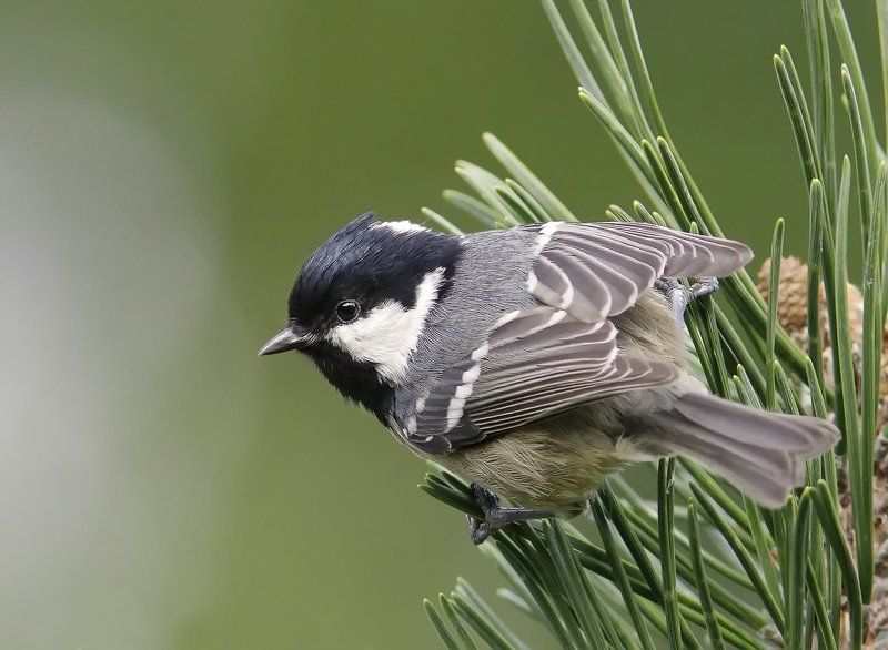 Московочка. фото превью