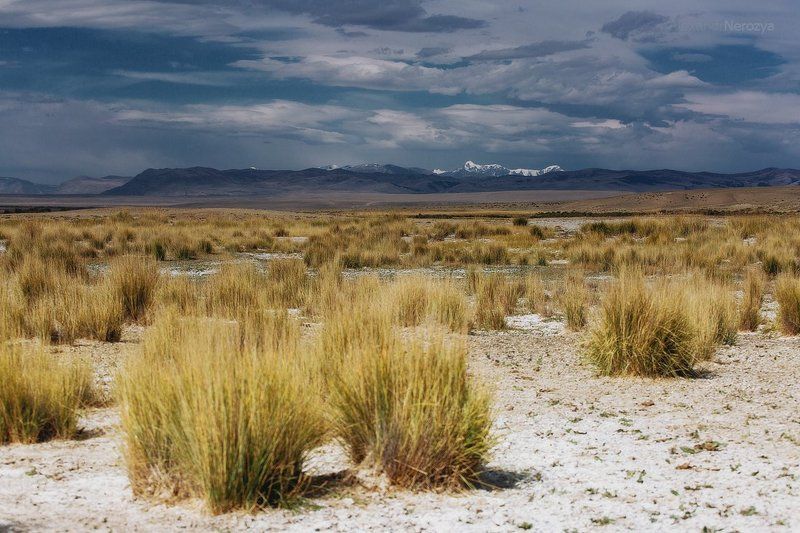 алтай, нерозя, степь, сибирь, небо, солончак, тучи, кош-агач Алтайский стиль фото превью