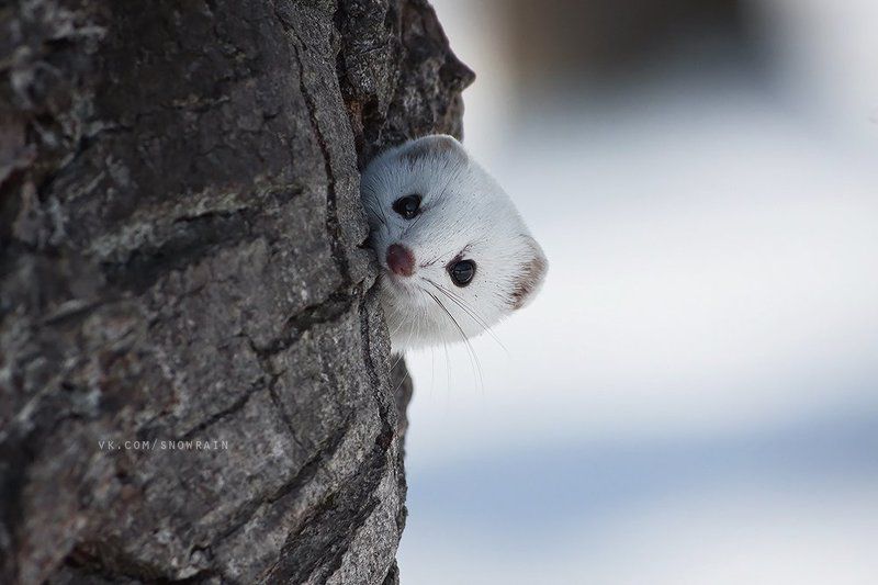 Ласка фото превью