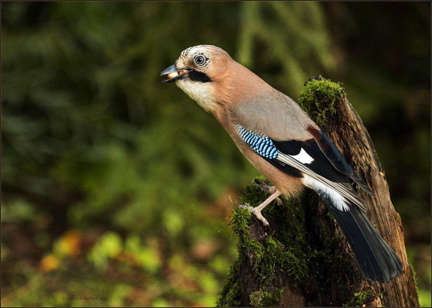 , Валерий Субачев