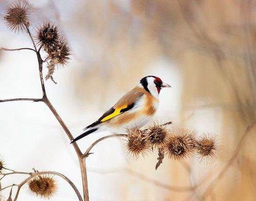 Ужин перед заходом