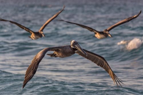 Американский бурый пеликан