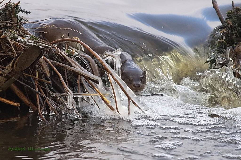 , Андрей Шимчук
