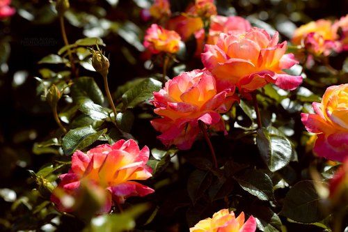Roses