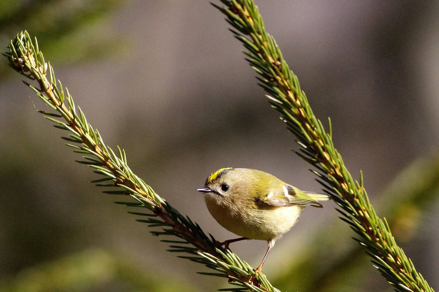 , Андрей Шимчук
