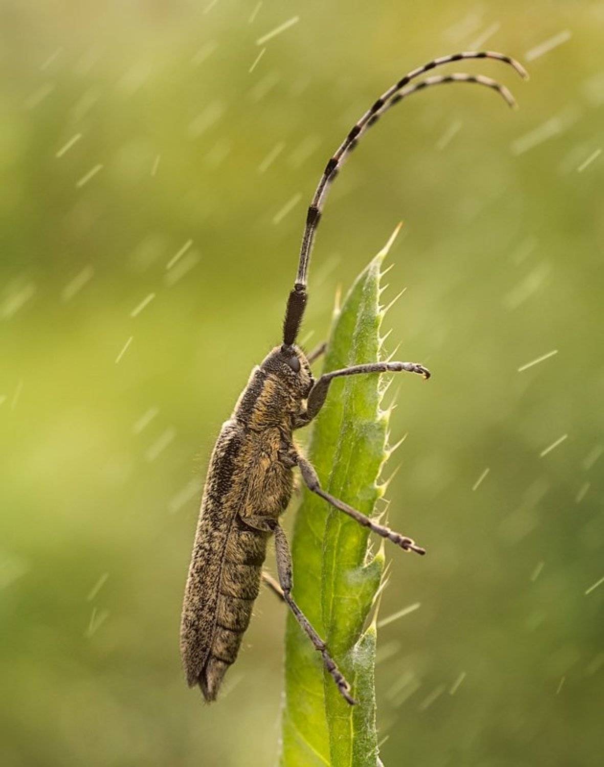 , Ирина Фурашова