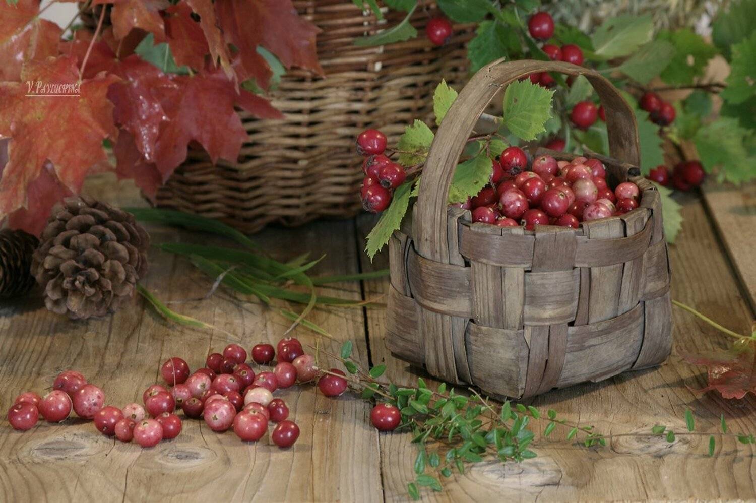 Клюква, Лукошко, Осень, Ягода, Вера Павлухина