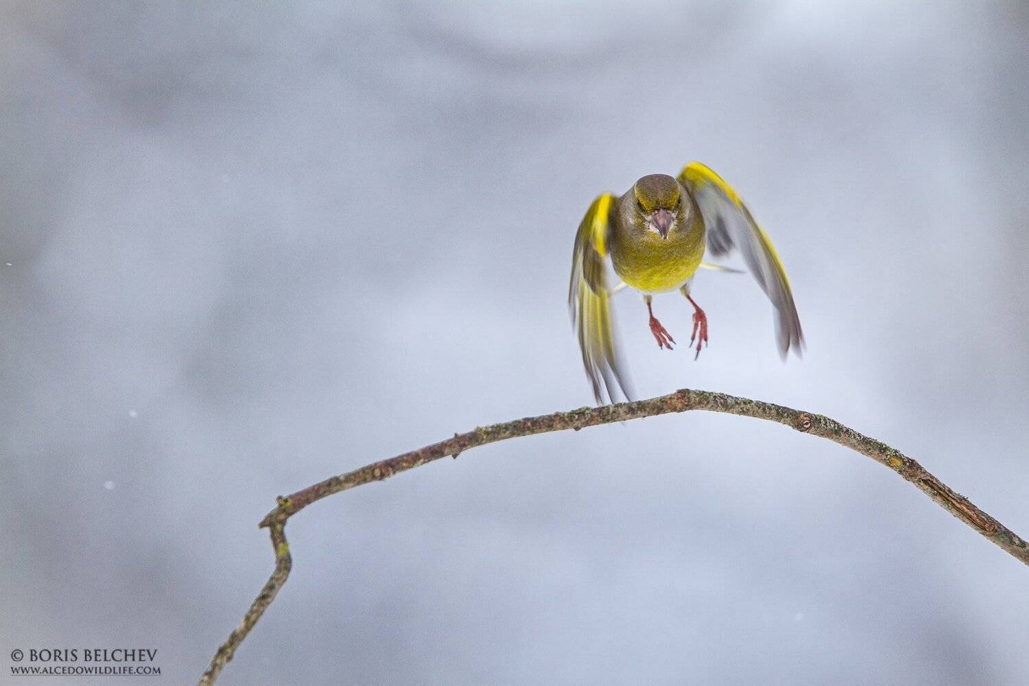 , Борис Белчев